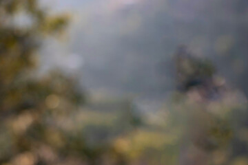 Natural defocused bokeh background of forest trees, backdrop wallpaper