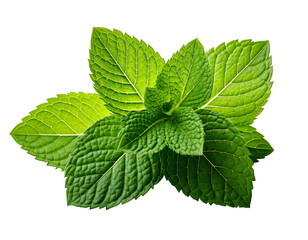 Fresh Mint leaf  isolated on transparent background