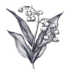 Detailed ink drawing of lily of the valley flowers and leaves.