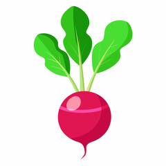 Radish vector illustration white background