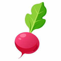Radish vector illustration white background