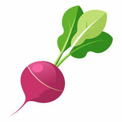 Radish vector illustration white background