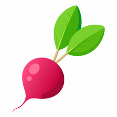 Radish vector illustration white background