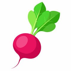 Radish vector illustration white background