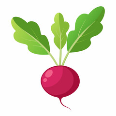 Radish vector illustration white background