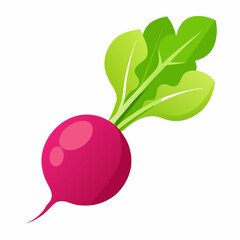 Radish vector illustration white background