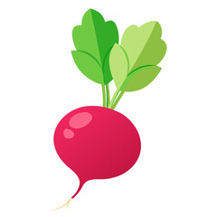 Radish vector illustration white background