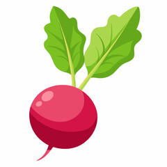 Radish vector illustration white background