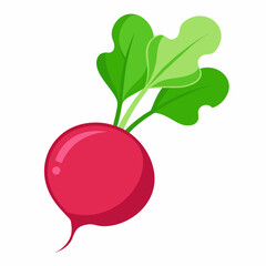 Radish vector illustration white background