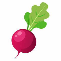 Radish vector illustration white background