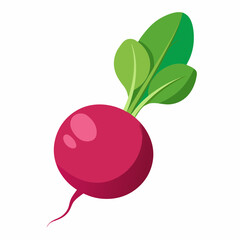 Radish vector illustration white background