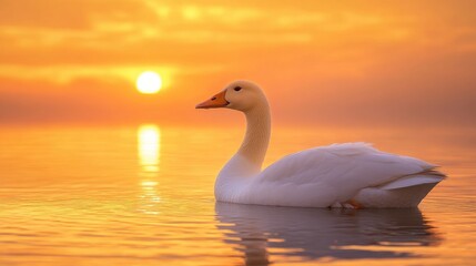 Obraz premium Serene white goose gliding on calm lake water during a vibrant sunrise reflecting orange and golden hues in the morning sky.