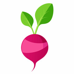 Radish vector illustration white background