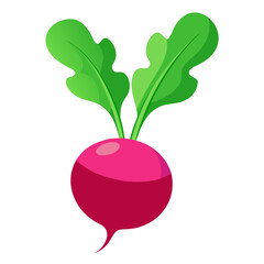 Radish vector illustration white background
