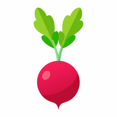 Radish vector illustration white background