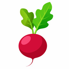 Radish vector illustration white background