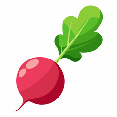 Radish vector illustration white background