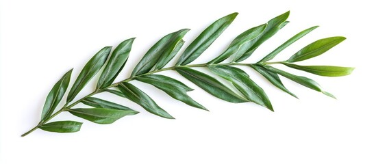 Fototapeta premium Green date palm branch with elongated pointed leaves positioned horizontally on a clean white background, ideal for text overlay and botanical concepts.