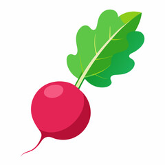 Radish vector illustration white background