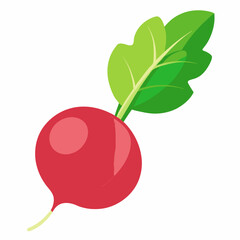 Radish vector illustration white background