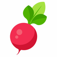 Radish vector illustration white background