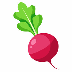 Radish vector illustration white background