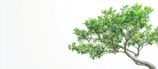 Obraz premium Lush Green Bodhi Tree with Expansive Leaves on Serene White Background Ideal for Text Overlay in Tranquil Natural Setting