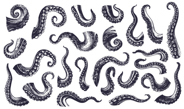 Engraving octopus tentacles. Hand drawn squid monster limbs with sucker, sea ocean kraken set vector illustration