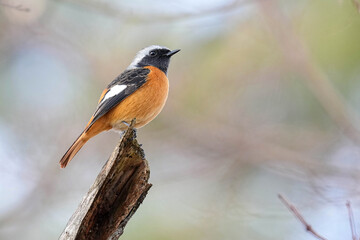 Daurian Redstart - Japan