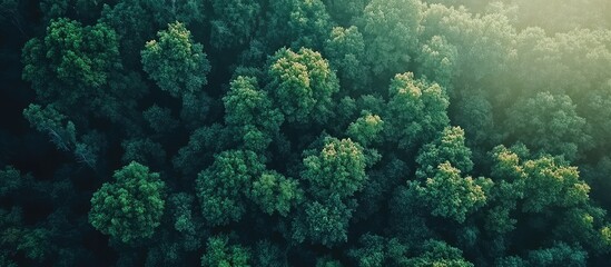 Aerial View of Lush Green Forest Canopy with Sunlight Filtering Through Trees and Blank Space for Text Overlay