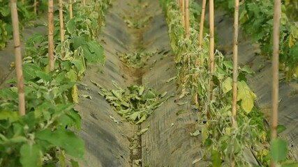 Withered green eggplant leaves on adult plants in a greenhouse. Withering of leaves due eggplant diseases or mistakes of vegetable grower, accidentally plants with herbicide, agricultural mistakes.