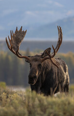 Bull shiras Moose During the Rut in Autumn in Grand Teton National Park Wyoming