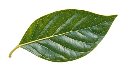 Obraz premium Single green leaf isolated on white background.