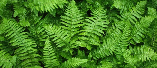 Lush green fern leaves with droplets in a dense forest providing ample empty space for text or design elements.
