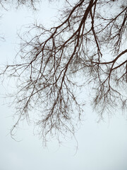 tree in the sky
