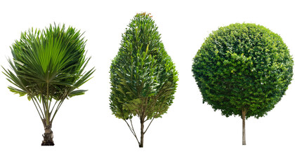 Collection high quality tree isolated on transparent background