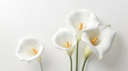Naklejka premium Calla lilies isolated on white background as condolence card, white, spirituality
