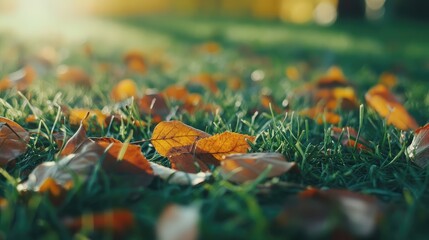 Fallen autumn leaves on green grass with sunlight filtering through trees providing a warm ambiance Copy Space