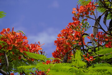 Delonix regia is a species of flowering plant in the bean family Fabaceae, subfamily Caesalpinioideae native to Madagascar. Fortaleza Cear&aacute;, Brazil.