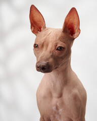 An American Hairless Terrier glances sideways on a white background, showing a curious expression.
