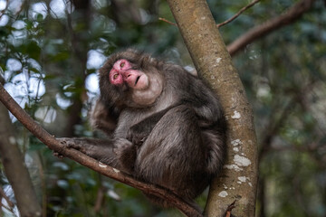 Macaque Monkey - Kyoto Japan