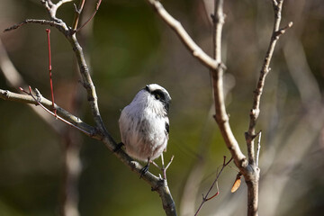 Long-tailed tit - Japan