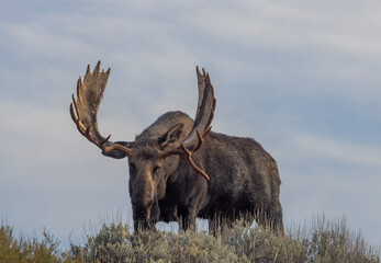 Bull shiras Moose During the Rut in Autumn in Grand Teton National Park Wyoming