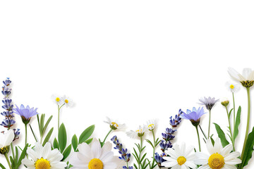 Fototapeta premium Wildflowers and daisies border with lavender on white background