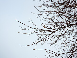 branches of a tree in winter