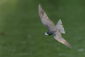 Black Tern (Chlidonias nigra) in flight on green background. Bird in flight.