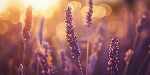 Obraz premium Ears of wheat in purple bokeh Background