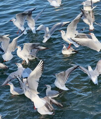 hungry birds, winter birds, seagulls
