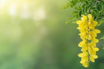  A yellow flower is hanging from a tree branch. The background is green and the sun is shining on the flower © Iryna