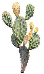 Cactus with Prickly Pear, Opuntia Cactus Plant with Large Pads, Close-up of Desert Plant, Exotic Flora, Tropical Plant, Succulent. PNG, on transparent background.